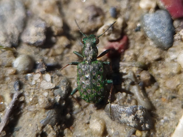 Elaphrus riparius - közönséges iszapfutó