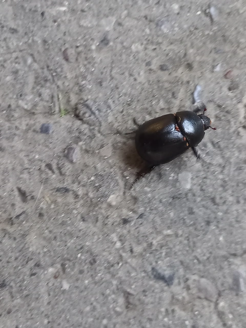 Pentodon idiota - butabogár