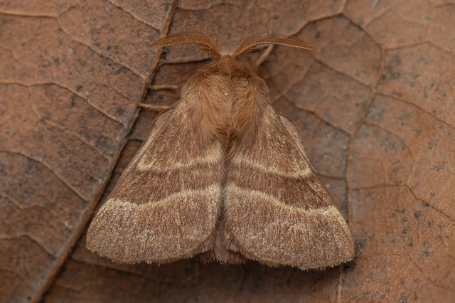 Malacosoma neustria - gyűrűsszövő