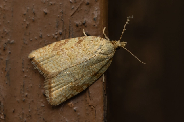Aleimma loeflingiana - tölgylevél-sodrómoly Aleimma loeflingiana - tölgylevél-sodrómoly