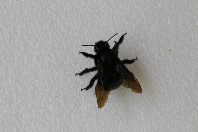 Xylocopa