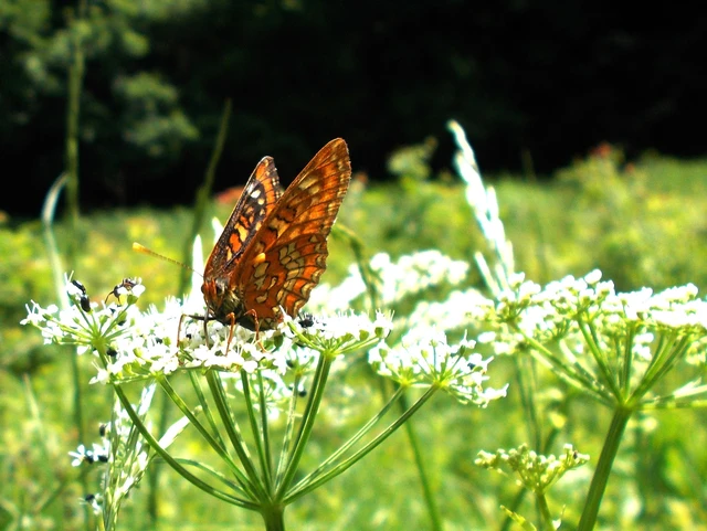 Euphydryas maturna - díszes tarkalepke