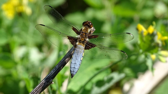 Libellula depressa - széles laposacsa