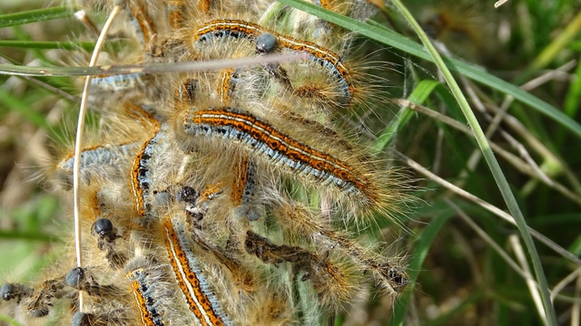 Malacosoma castrensis - kutyatejszövő