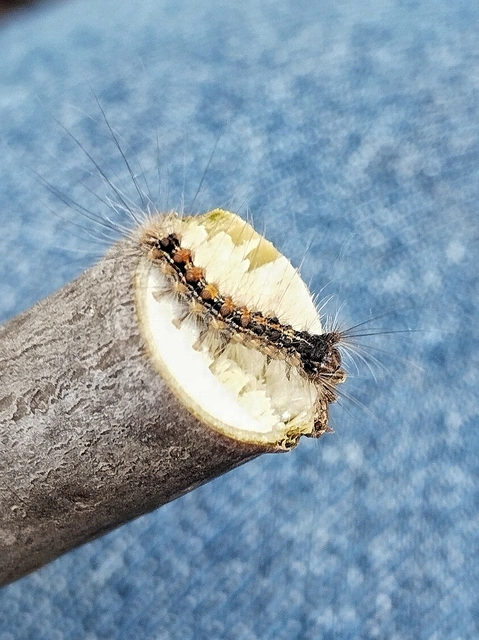Lymantria dispar - gyapjaslepke