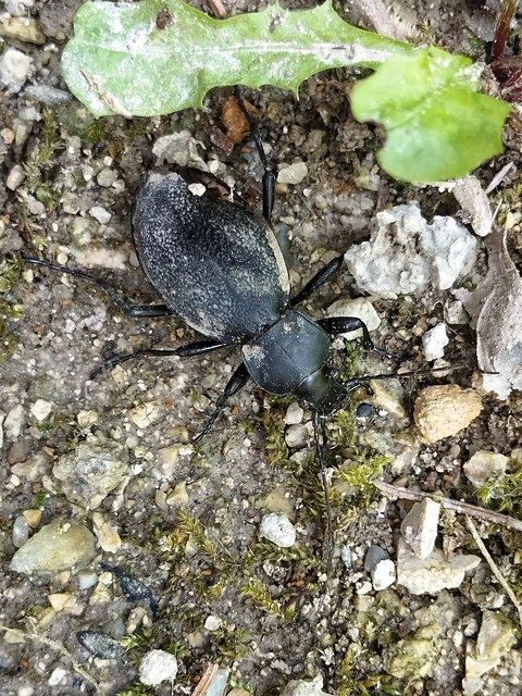 Carabus coriaceus - bőrfutrinka