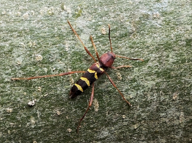 Neoclytus acuminatus - amerikai darázscincér