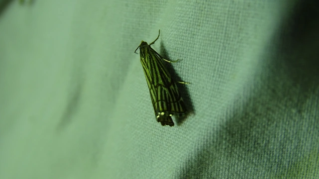 Chrysocramboides craterella - rácsos fűgyökérmoly