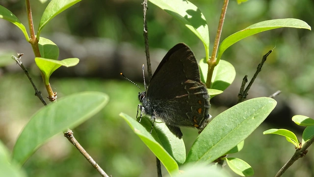 Satyrium ilicis - tölgyfa-csücsköslepke