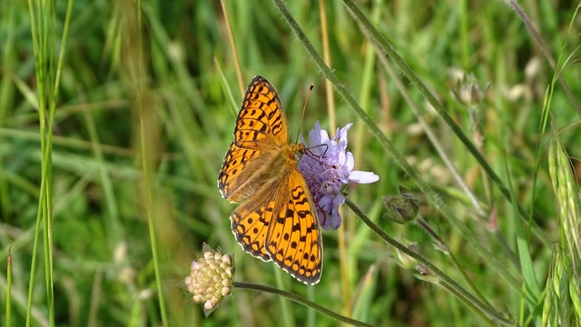 Argynnis niobe - ibolya-gyöngyházlepke