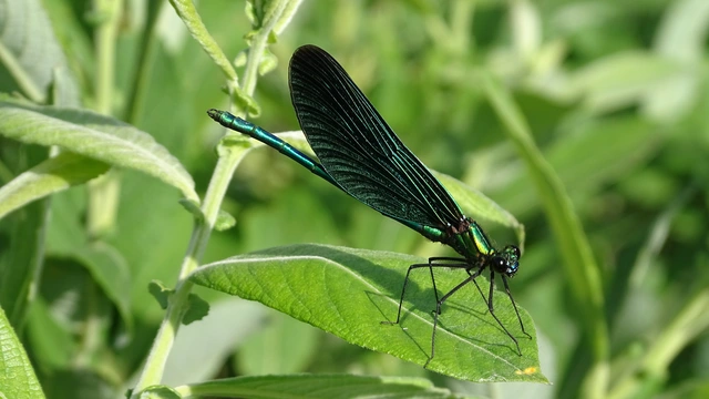 Calopteryx virgo - kisasszony-szitakötő