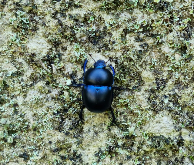 Trypocopris vernalis - tavaszi álganéjtúró