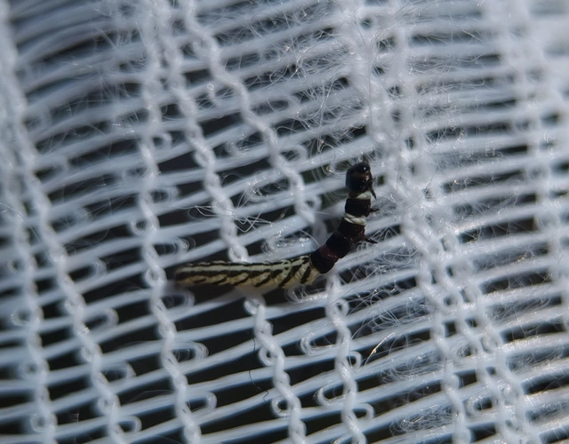 Helcystogramma