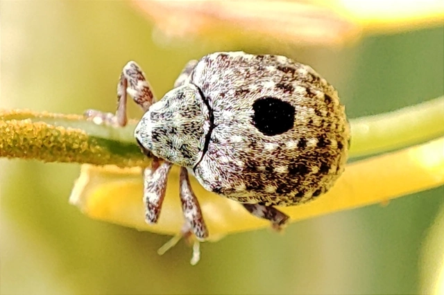 Cionus thapsus - kis ökörfarkkóró-gömbormányos