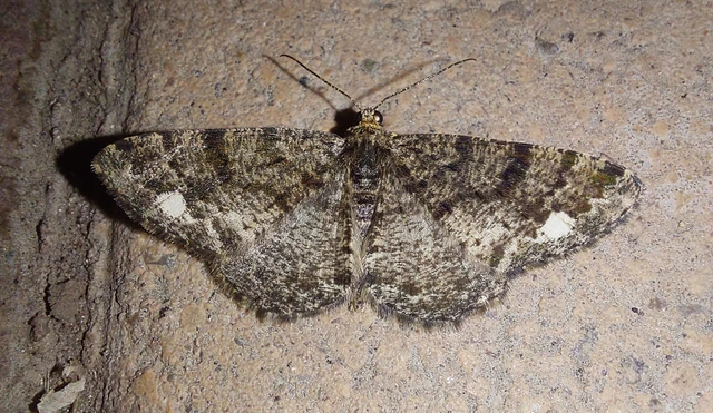 Parectropis similaria - barna zuzmóaraszoló