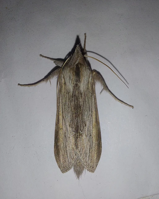 Cucullia