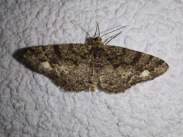 Parectropis similaria - barna zuzmóaraszoló