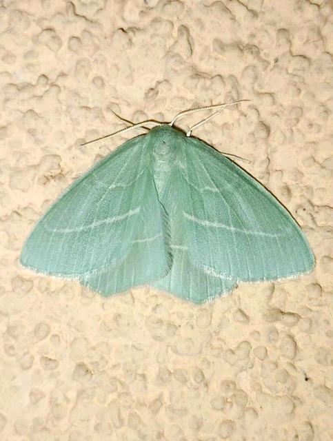 Hemistola chrysoprasaria - kékes zöldaraszoló