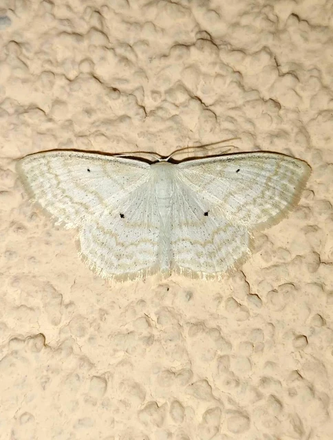 Scopula immutata - réti fehéraraszoló