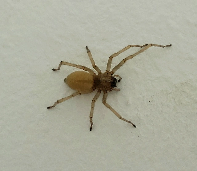 Cheiracanthium