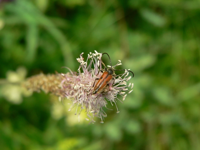 Vadonia unipunctata - kétpettyes virágcincér