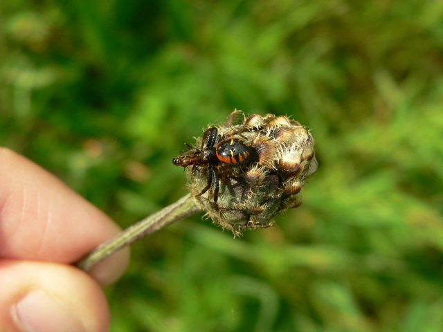 Synema globosum/ornatum