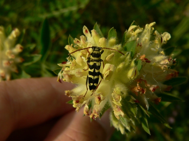 Echinocerus floralis - lucerna-darázscincér
