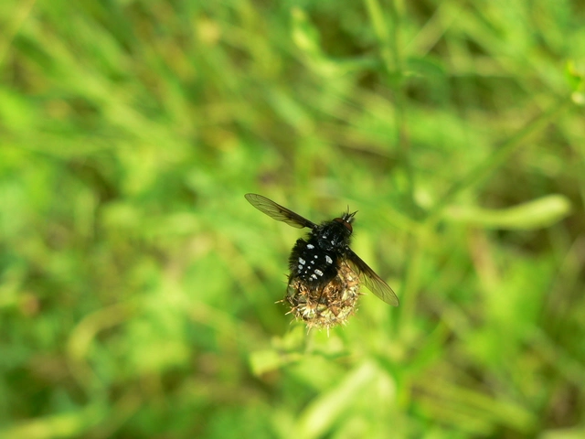Bombylella atra - ezüstpettyes pöszörlégy
