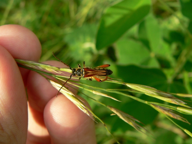 Stenopterus rufus - tarkacsápú keskenyfedőscincér