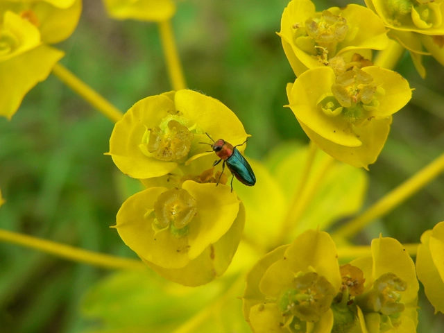 Anthaxia nitidula - ragyogó virágdíszbogár