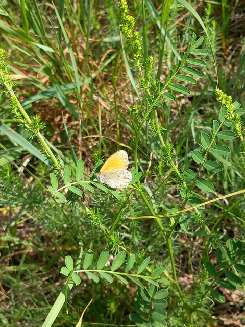 Coenonympha glycerion - közönséges szénalepke