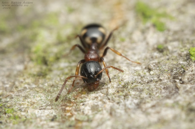 Dolichoderus quadripunctatus - négypettyes erdeihangya