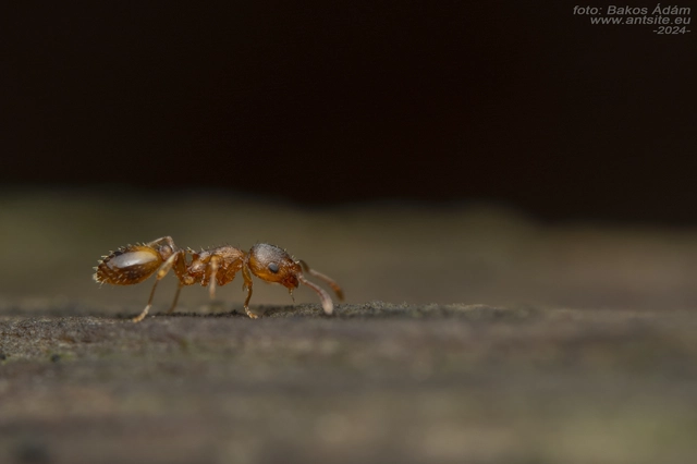 Temnothorax crassispinus - gubacslakó kéreghangya