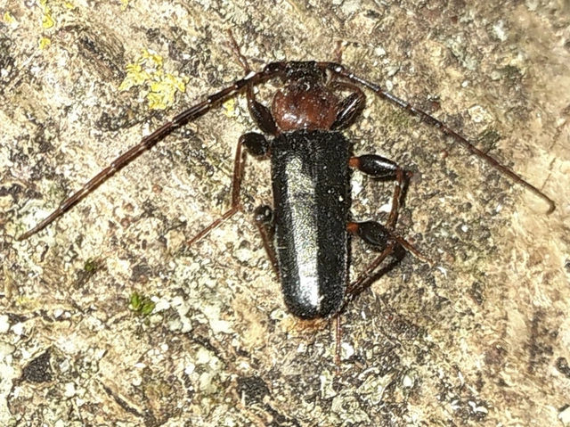 Phymatodes testaceus - változékony korongcincér Phymatodes testaceus - változékony korongcincér