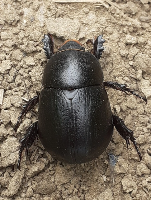 Pentodon idiota - butabogár