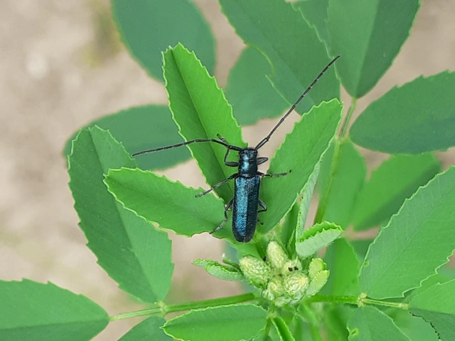 Agapanthia violacea - kék somkórócincér