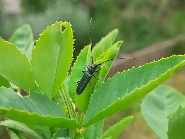 Agapanthia violacea - kék somkórócincér