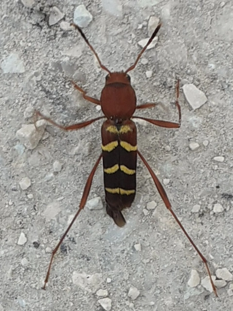 Neoclytus acuminatus - amerikai darázscincér