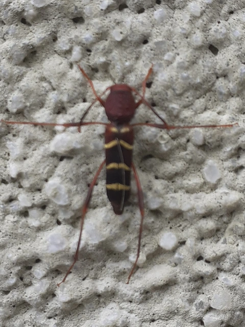 Neoclytus acuminatus - amerikai darázscincér