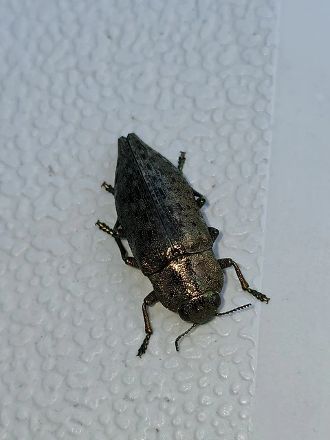 Dicerca berolinensis - bükkfa-díszbogár
