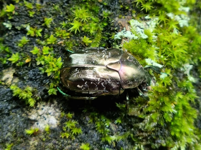 Protaetia marmorata - márványos virágbogár