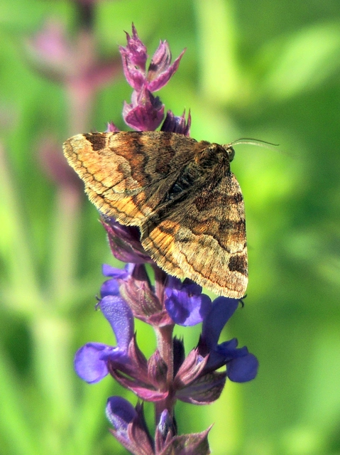 Euclidia glyphica - közönséges nappalibagoly