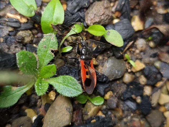 Peirates hybridus - foltos rablópoloska