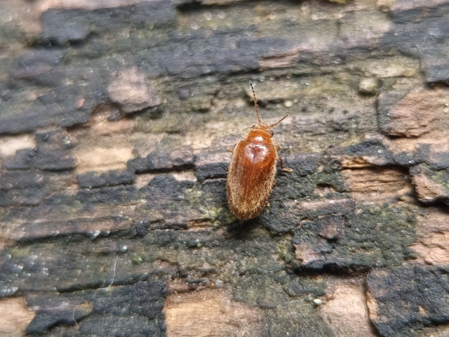 Scirtidae - rétbogárfélék