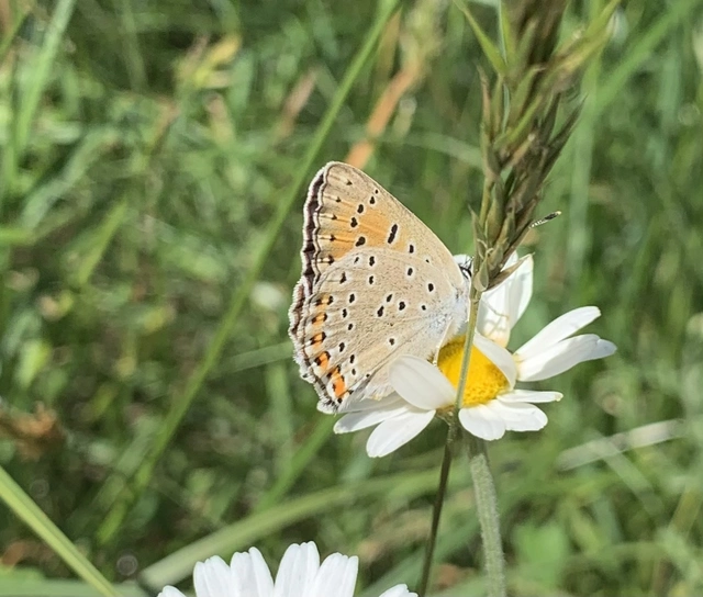 Lycaena alciphron - ibolyás tűzlepke