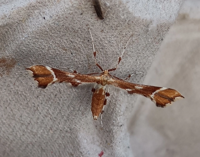 Cnaemidophorus rhododactyla - rózsabogyó-tollasmoly