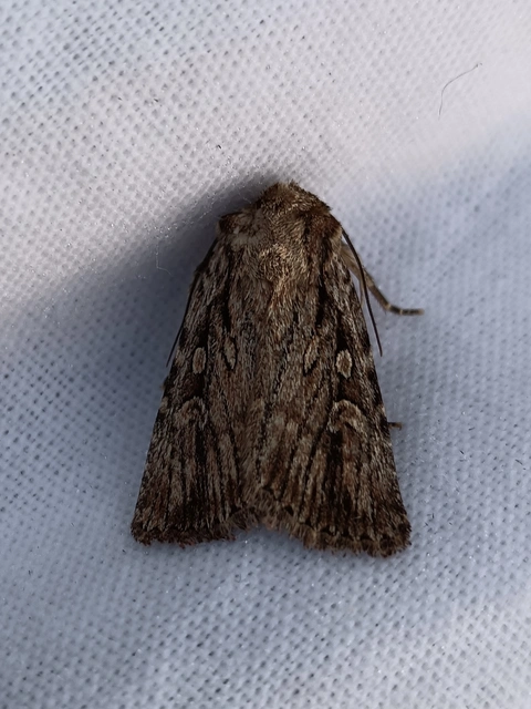 Dichagyris signifera - pompás földibagoly