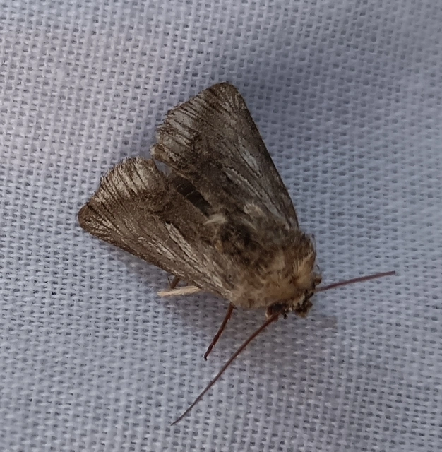 Calophasia platyptera - szürke apróbagoly