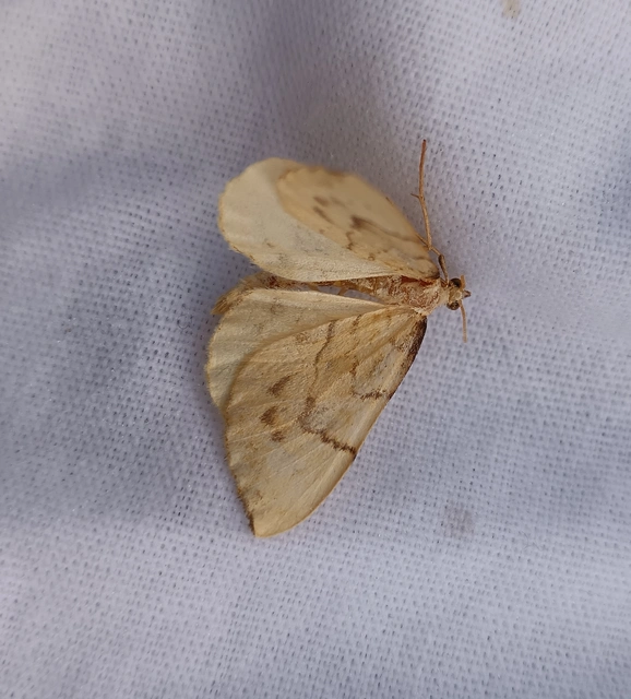 Eulithis pyraliata - sárga galajaraszoló