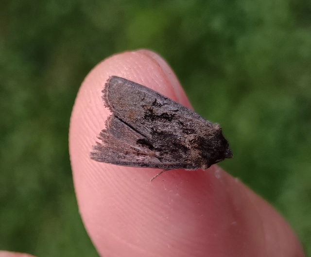 Oligia latruncula - fekete dudvabagoly